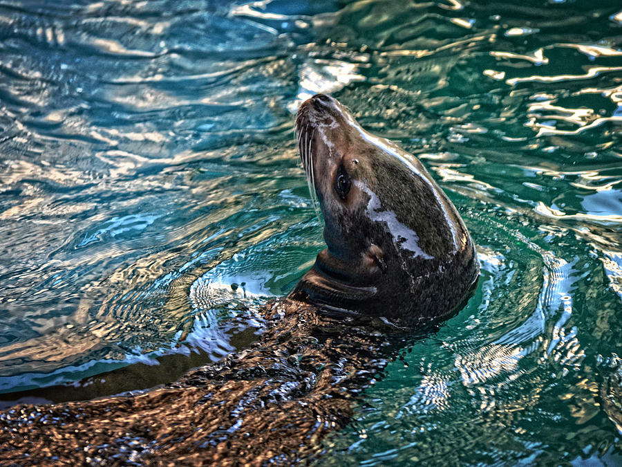 Seal HDR Photograph by Maggy Marsh