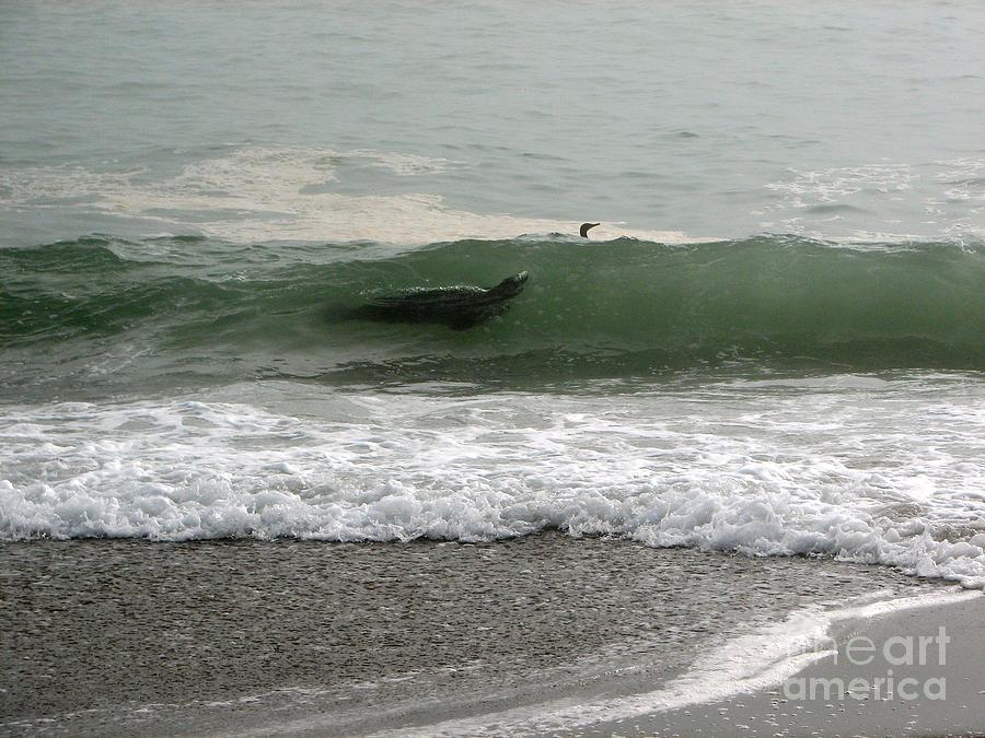 Beach Photograph - Seal In A Wave by Matt James