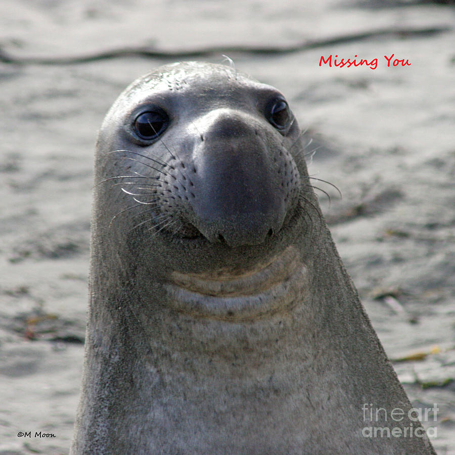 Seal Love - Missing You Photograph