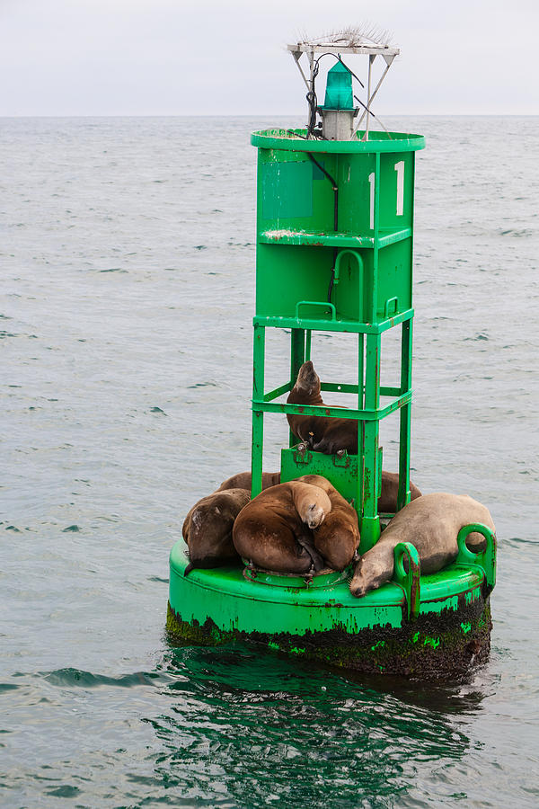 Seal Nap Time Photograph by Scott Campbell
