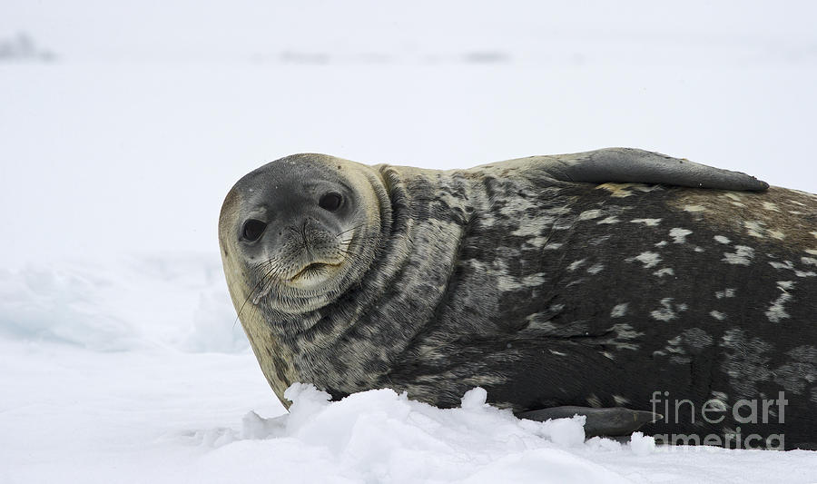 Seal of the South... Photograph by Nina Stavlund