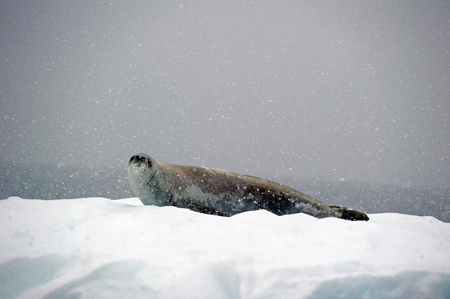 Seal On An Iceberg In A Snowfall Photograph by Jim Julien / Design Pics Seal On An Iceberg In A Snowfall Photograph by Jim Julien / Design Pics
