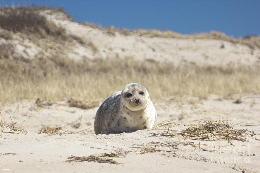 Seal on Monomoy Island Photograph by Amazing Jules
