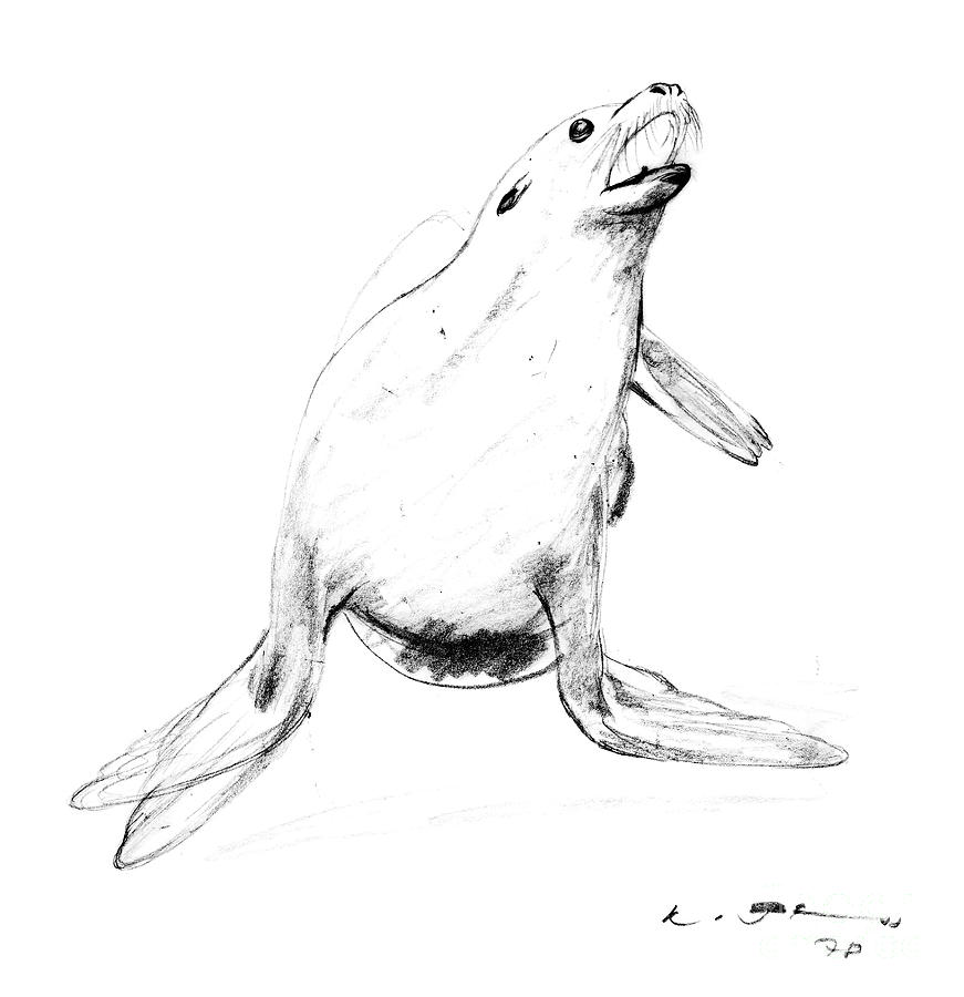 Wildlife Drawing - Seal - Pinnipedia by Kurt Tessmann