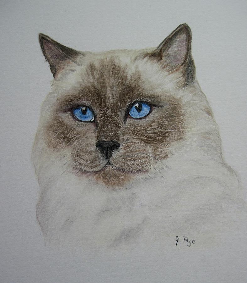 Cat Drawing - Seal Point Siamese by Joan Pye