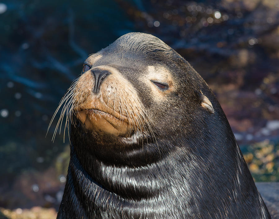 Seal Portrait Photograph by Mark Little