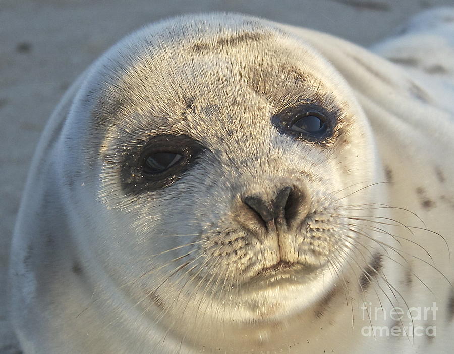 Seal Pup Photograph by Amazing Jules