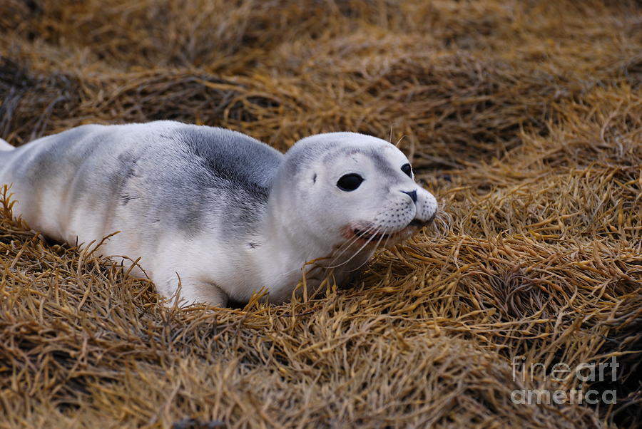 Seal Pup Photograph by DejaVu Designs