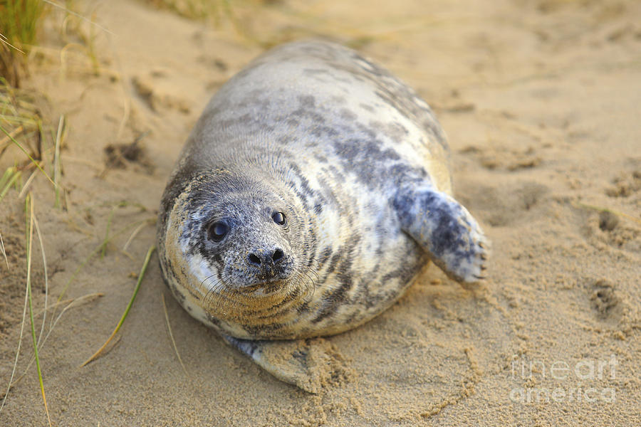 Seal pup on the beach Photograph by Paul Cowan