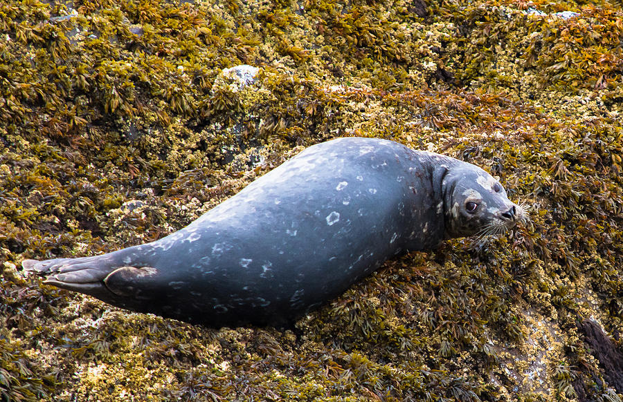 Seal Relaxing Photograph by Mark Little