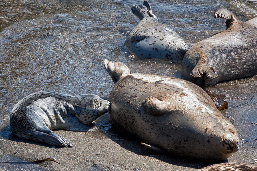 Wildlife Photograph - Seal Rookery by Kathleen Bishop