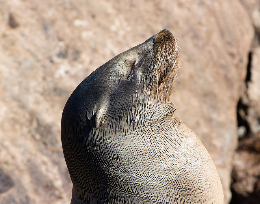 Seal Sunning Photograph by Mark Little