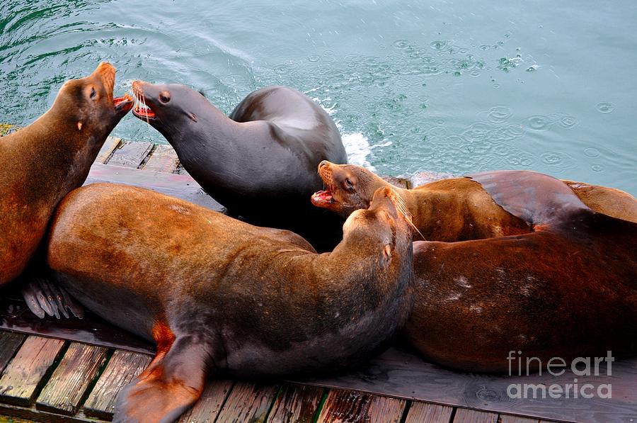 Fish Photograph - Seal vs Sea Lions by M J
