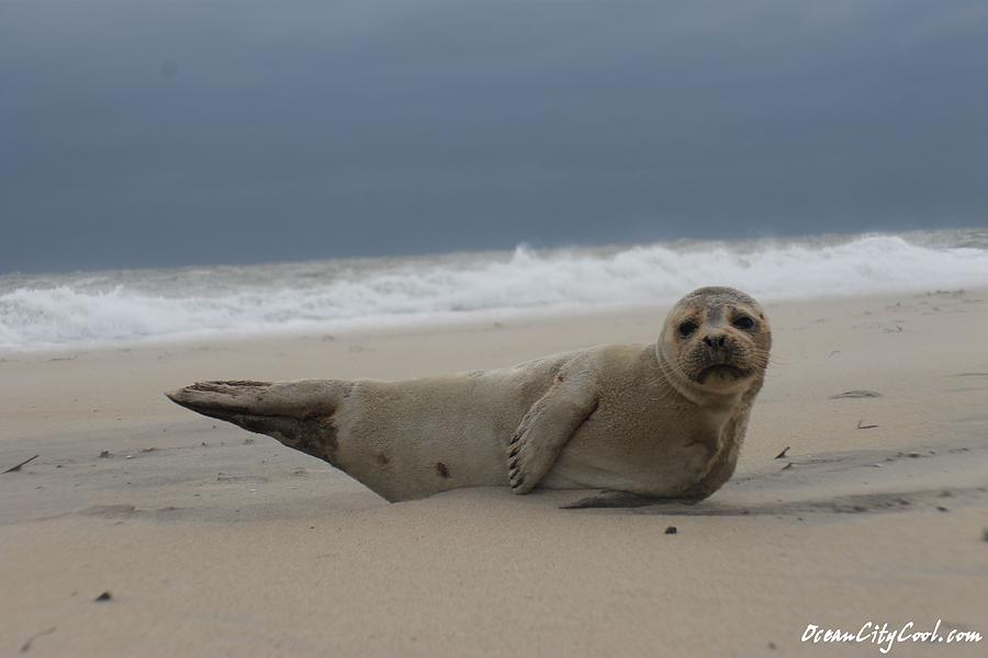 Animal Photograph - Seal Yoga by Robert Banach