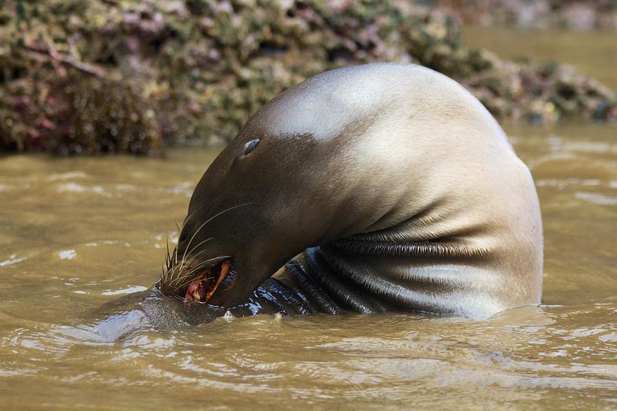 Sealion Grooming Photograph by Allan Morrison