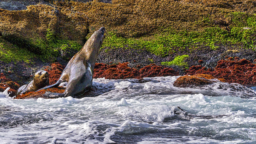 Seals - Montague Island - Australia Photograph by Steven Ralser