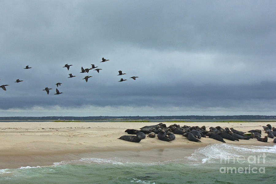 Seals and Sea Birds Photograph by Amazing Jules