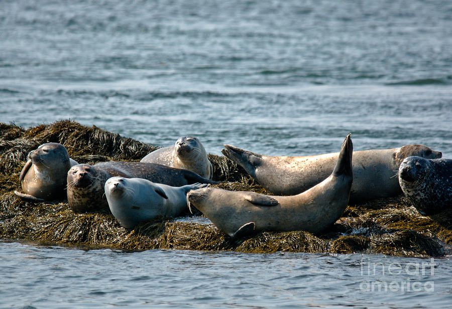 Seals Galore Photograph by Cheryl Baxter