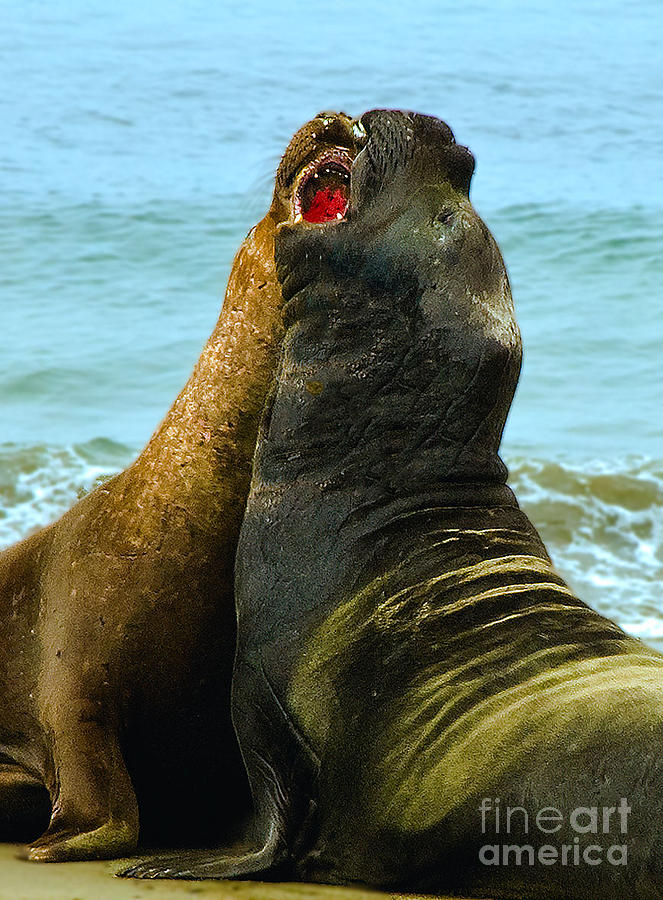 Seals in Love Photograph by Mae Wertz