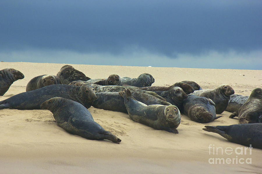 Seals Of Monomoy Photograph by Amazing Jules