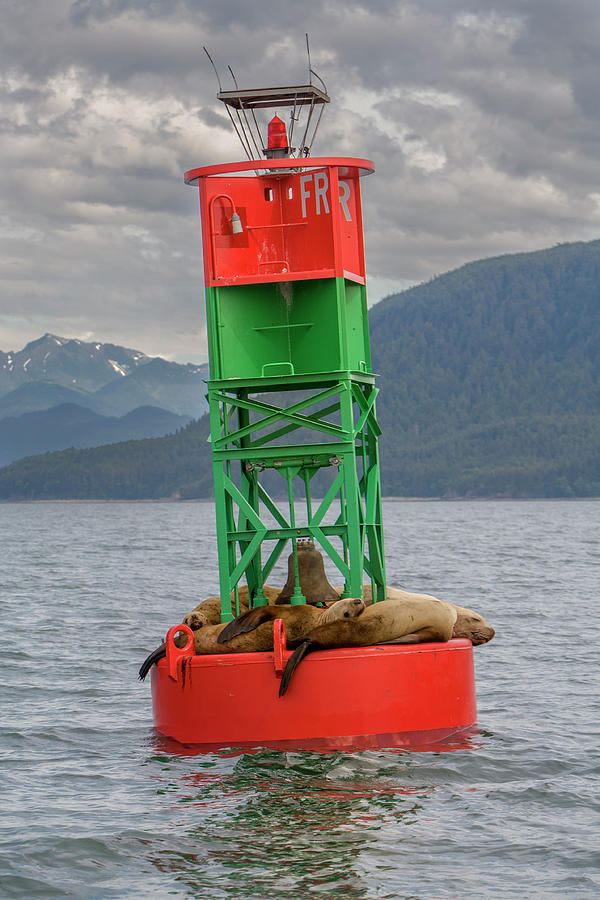 Seals Resting On Buoy Photograph by Tom Norring