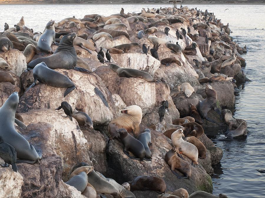 Seals Sealions and Sea Otters Photograph by Derek Dean Seals Sealions and Sea Otters Photograph by Derek Dean