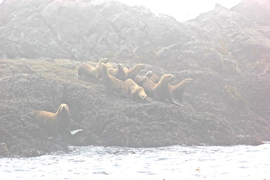Seals Tofino 2 Photograph by Brian Sereda