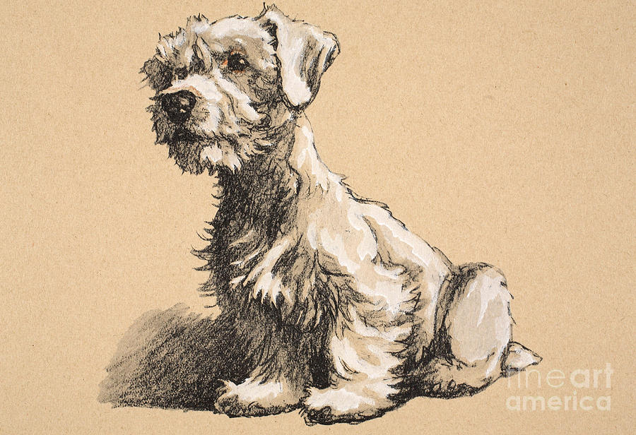 Dog Pastel - Sealyham by Cecil Charles Windsor Aldin