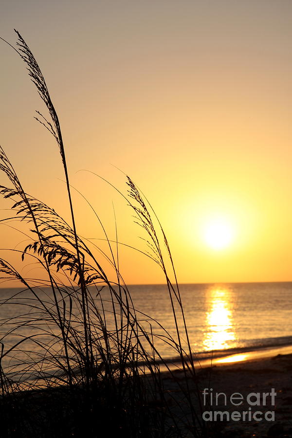 Sunset Photograph - Seaoats Sunset by Christiane Schulze Art And Photography