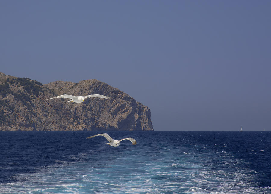 Seascape two seagulls flying  Photograph by Ingela Christina Rahm