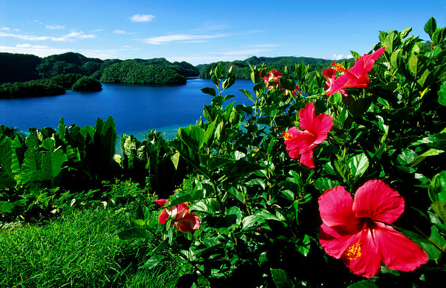 Seascape With Hibiscus Blooms In Photograph by John Elk