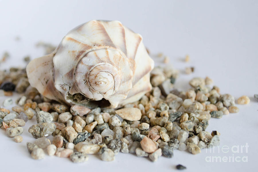 Nature Photograph - Seashell 2 by Andrea Anderegg