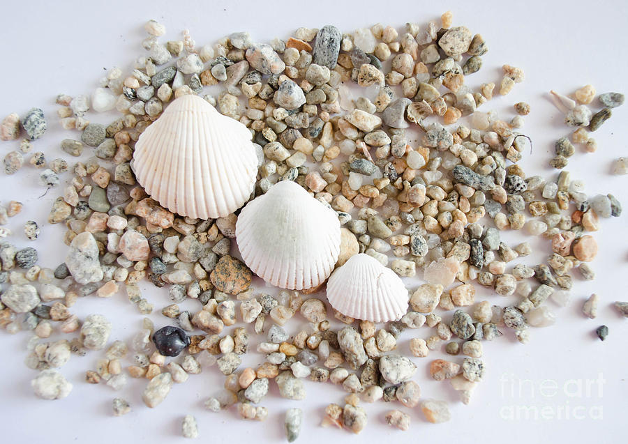 Seashell 3 Photograph by Andrea Anderegg