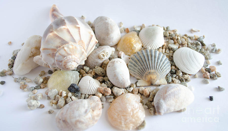Seashell 5 Photograph by Andrea Anderegg
