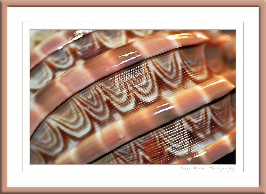 Seashell Abstract 2 Photograph by Kaye Menner