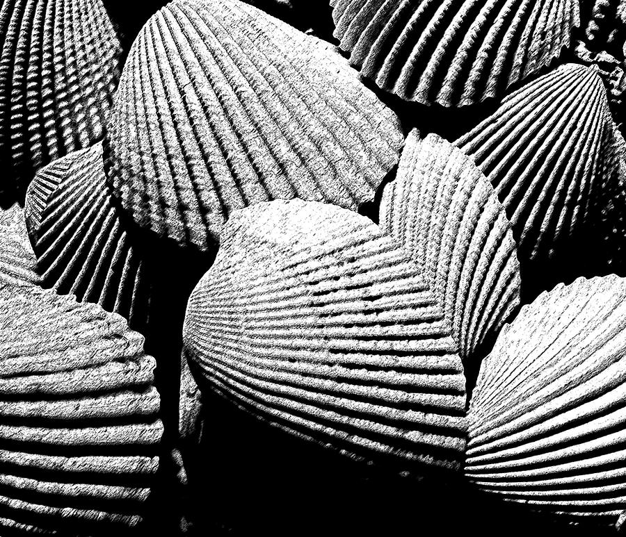 Seashell Abstract Photograph by Mary Bedy