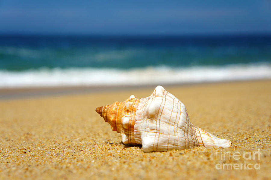 Holiday Photograph - Seashell by Aged Pixel