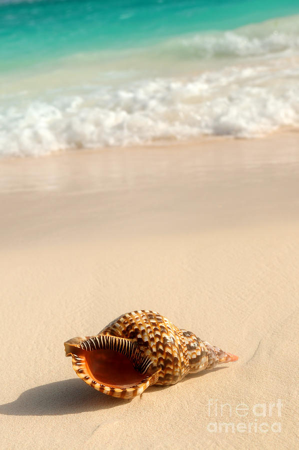 Seashell Photograph - Seashell and ocean wave 4 by Elena Elisseeva
