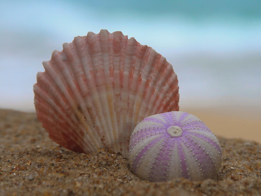 Shell Photograph - Seashell and Sea Urchin 2  by Cathy Lindsey