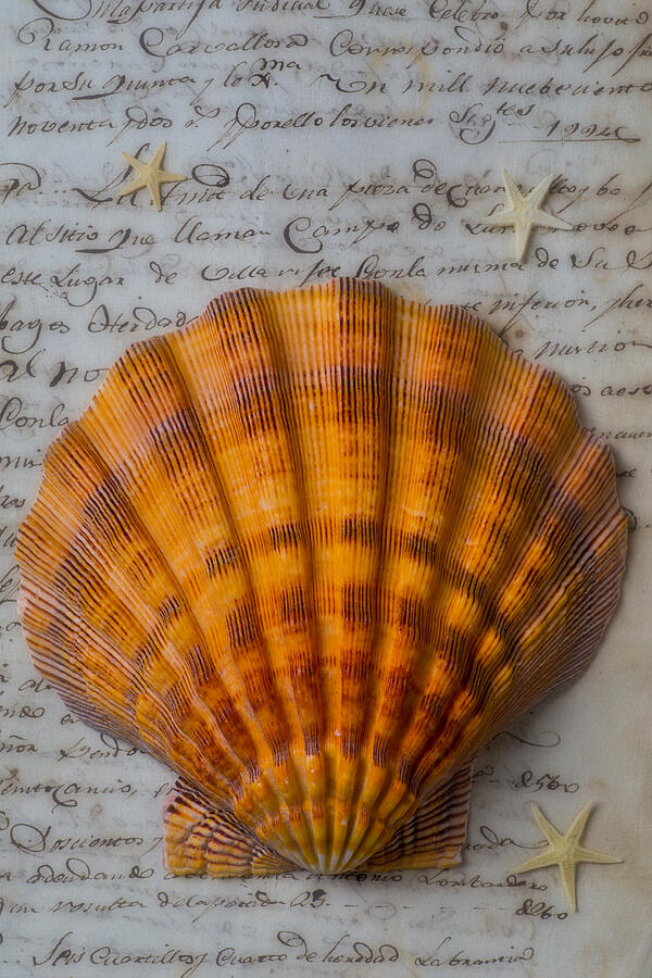 Shell Photograph - Seashell and words by Garry Gay