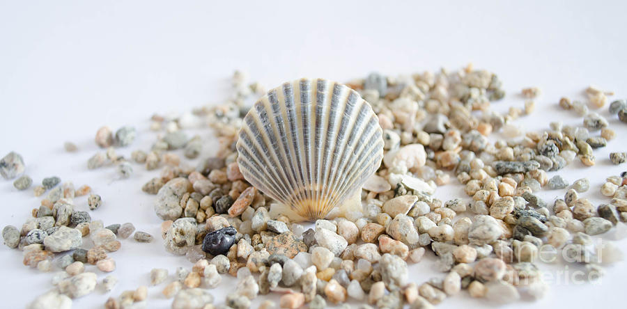 Seashell Photograph by Andrea Anderegg