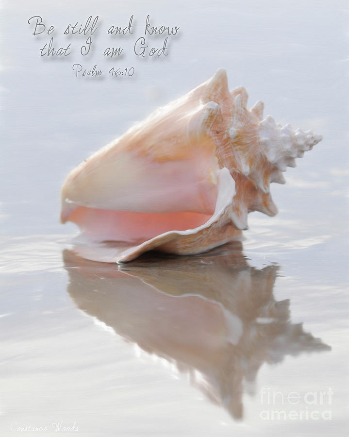 Seashell Be Still Digital Art by Constance Woods