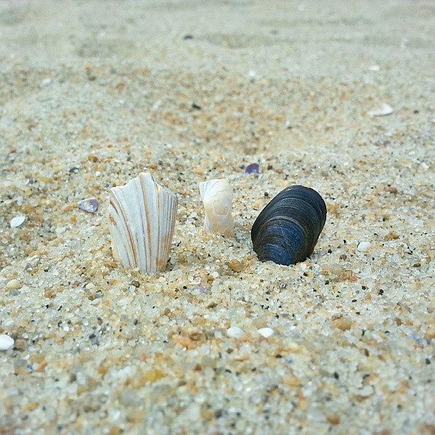 Summer Photograph - #seashell #beach #sand #summer by MK Square Studio