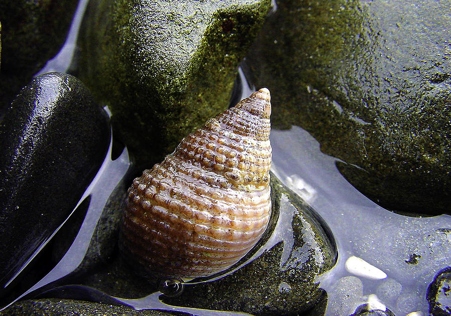 Seashell Photograph by Betty Depee