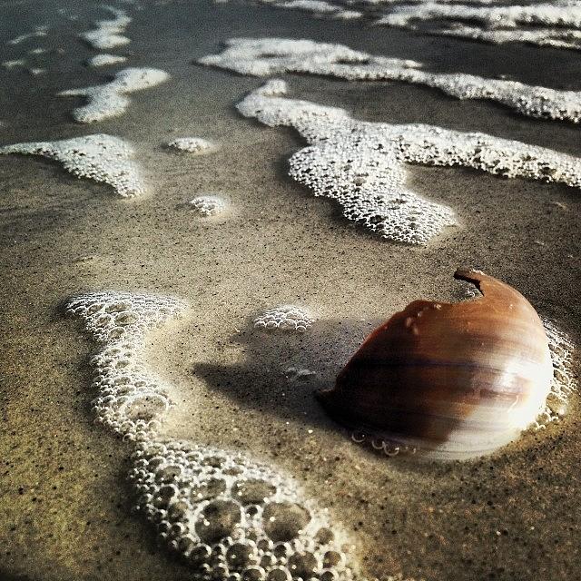Beach Photograph - #seashell #broken #beach #oceanstyle by Tony Sinisgalli