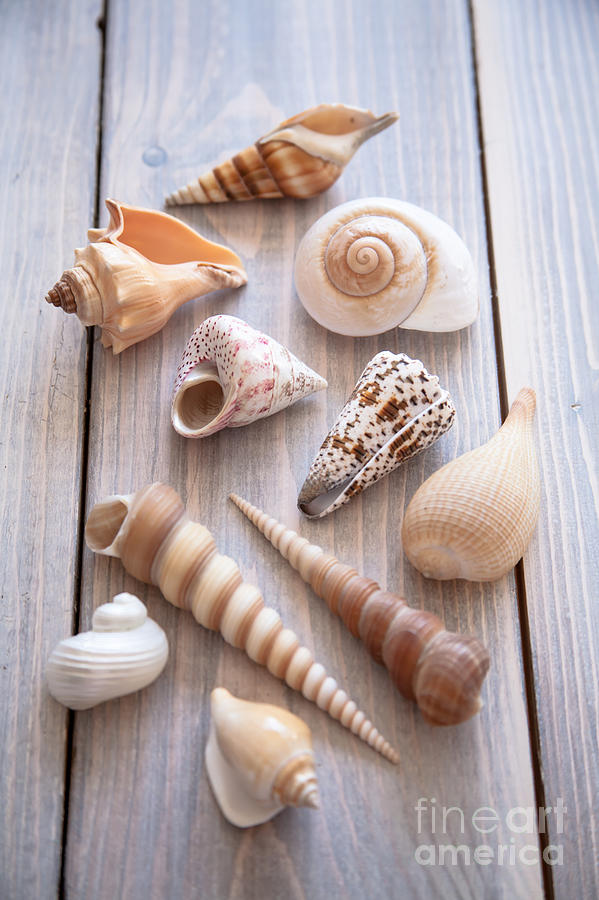 Summer Photograph - Seashell Collection by Jan Bickerton