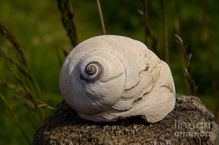 Summer Photograph - Seashell by Deanna Proffitt