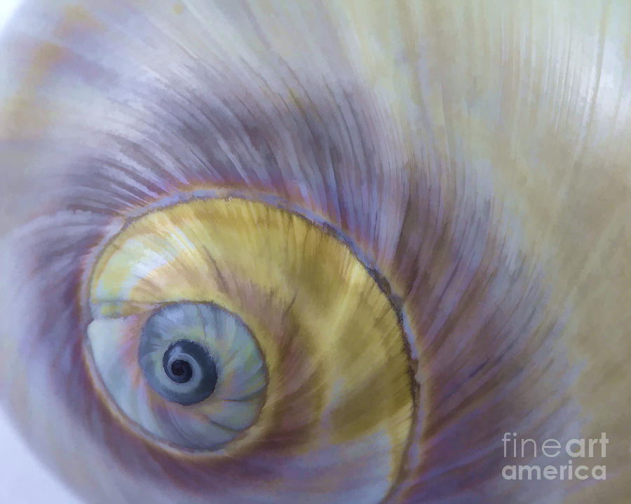 Seashell - eye of the sea Photograph by Carole Lloyd