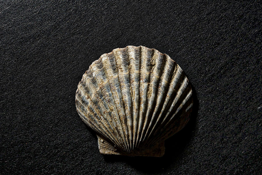 Seashell Photograph - Seashell by Frank Fernino
