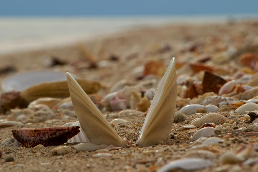 Shell Photograph - Seashell Graveyard by Robert Bascelli